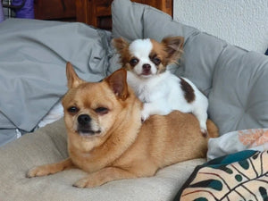 A3cad33110d3048e199d591c46cc7582cw.jpg